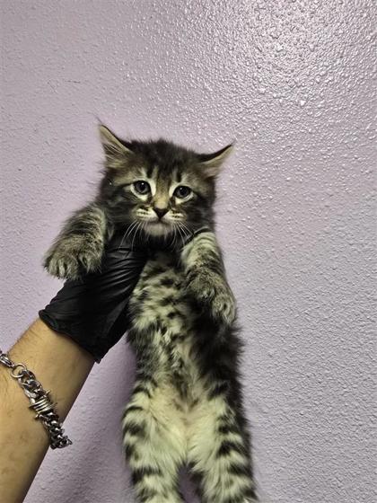 Shelter Stray Unknown Cat last seen El Paso, TX 79915, Fort Bliss, TX 79906