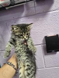 Shelter Stray Unknown Cat last seen El Paso, TX 79915, Fort Bliss, TX 79906