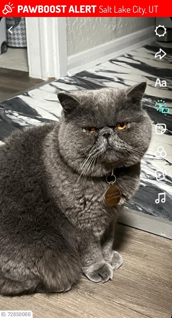 Lost Male Cat last seen Near S West Temple , Salt Lake City, UT 84114