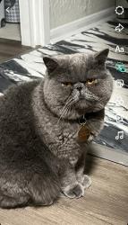 Lost Male Cat last seen Near S West Temple , Salt Lake City, UT 84114