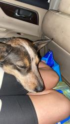 Lost Female Dog last seen salk elementry tulsa ok, Tulsa, OK 74145
