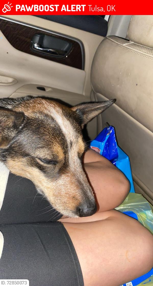 Lost Female Dog last seen salk elementry tulsa ok, Tulsa, OK 74145