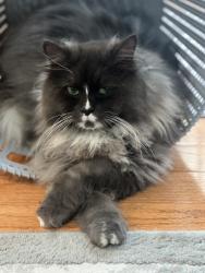 Lost Male Cat last seen Near Paine Ct East Brunswick NJ, East Brunswick, NJ 08816