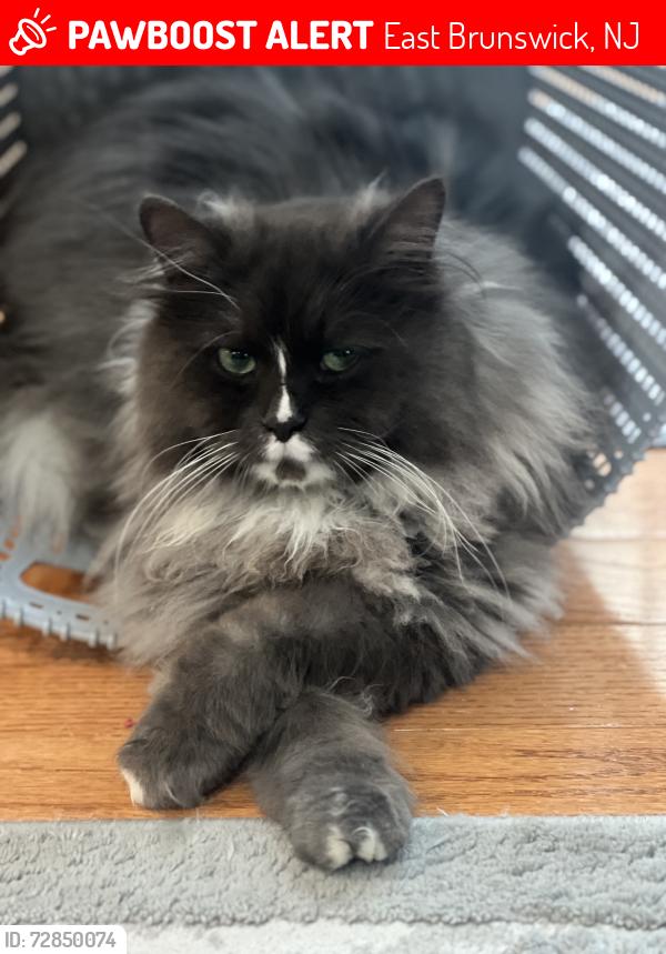 Lost Male Cat last seen Near Paine Ct East Brunswick NJ, East Brunswick, NJ 08816