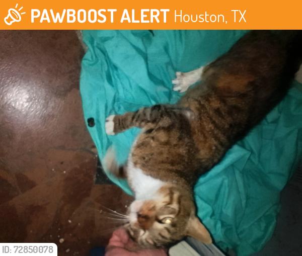 Found/Stray Male Cat last seen Ferdinand close to Belfort , Houston, TX 77051