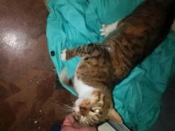 Found/Stray Male Cat last seen Ferdinand close to Belfort , Houston, TX 77051