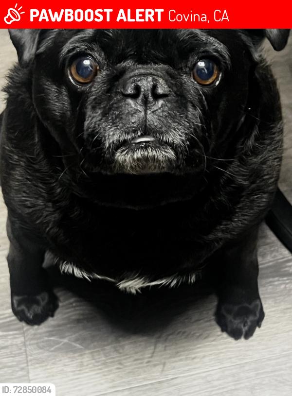 Lost Female Dog last seen Vincent and San Bernardino , Covina, CA 91722