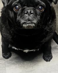 Lost Female Dog last seen Vincent and San Bernardino , Covina, CA 91722