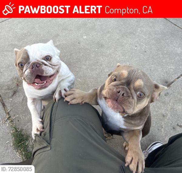 Lost Female Dog last seen Sloan Alondra, Compton, CA 90221