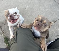 Lost Female Dog last seen Sloan Alondra, Compton, CA 90221