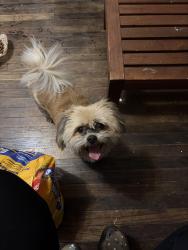 Found/Stray Unknown Dog last seen Olive street and oak , Bakersfield, CA 93301