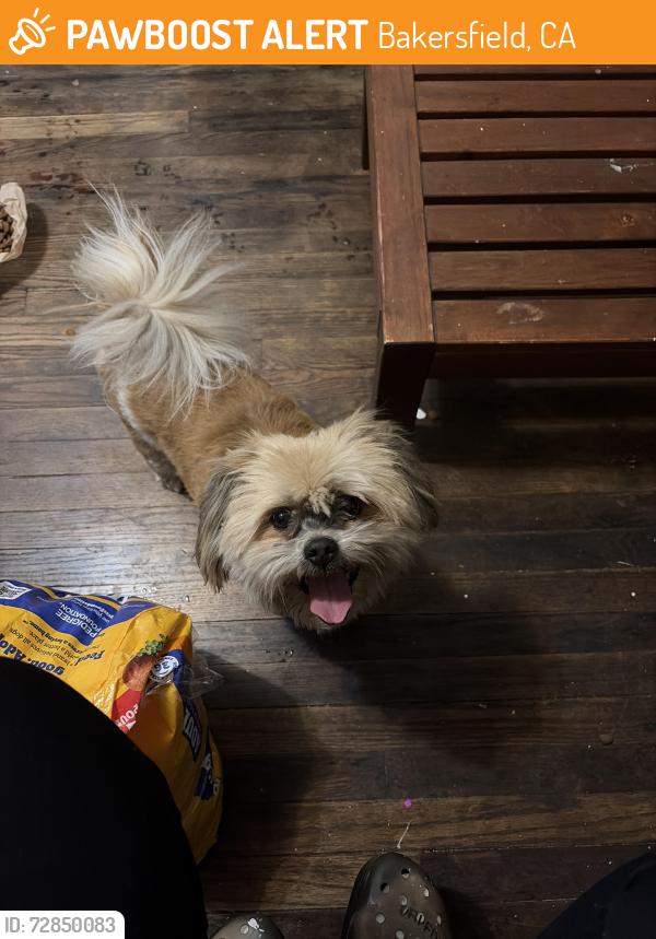 Found/Stray Unknown Dog last seen Olive street and oak , Bakersfield, CA 93301