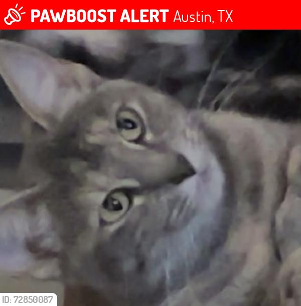 Lost Female Cat last seen Walnut ridge Dr , Austin, TX 78753
