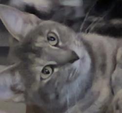 Lost Female Cat last seen Walnut ridge Dr , Austin, TX 78753
