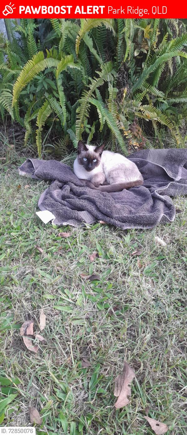 Lost Male Cat last seen Park ridge, Park Ridge, QLD 4125