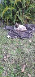 Lost Male Cat last seen Park ridge, Park Ridge, QLD 4125