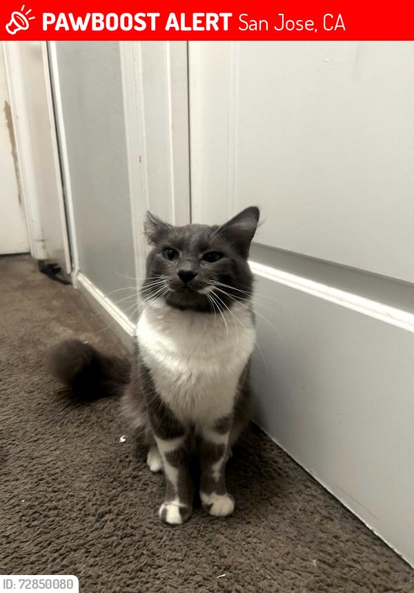 Lost Male Cat last seen BOYTON Y SARATOGA, San Jose, CA 95117