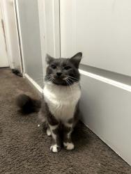 Lost Male Cat last seen BOYTON Y SARATOGA, San Jose, CA 95117
