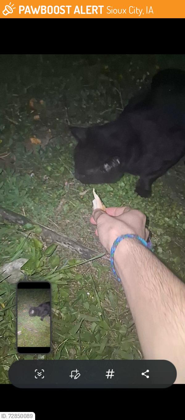 Found/Stray Male Cat last seen Popeyes on hamilton in the carlot, Sioux City, IA 51103