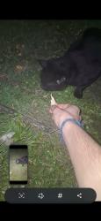 Found/Stray Male Cat last seen Popeyes on hamilton in the carlot, Sioux City, IA 51103