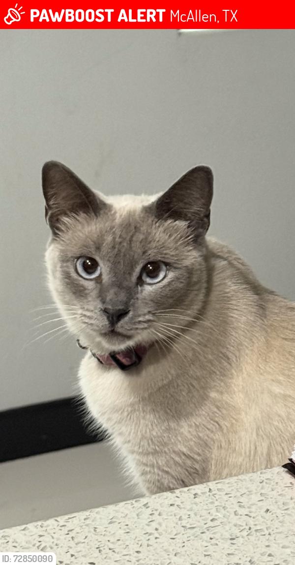 Lost Female Cat last seen Ware Rd, McAllen, TX 78504