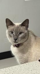 Lost Female Cat last seen Ware Rd, McAllen, TX 78504