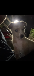 Lost Male Dog last seen Near n school st, Lodi, CA 95240