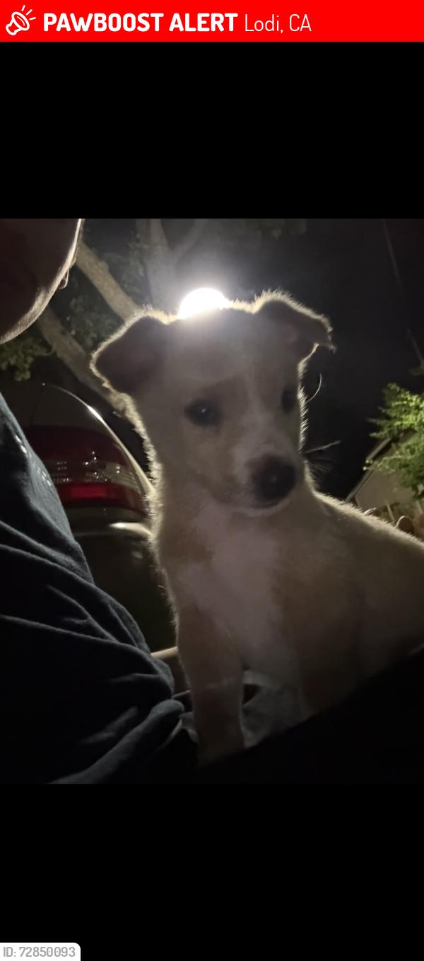 Lost Male Dog last seen Near n school st, Lodi, CA 95240