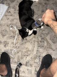 Lost Male Cat last seen Ardmore elementary , Lansdowne, PA 19050