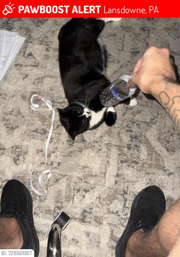 Lost Male Cat last seen Ardmore elementary , Lansdowne, PA 19050