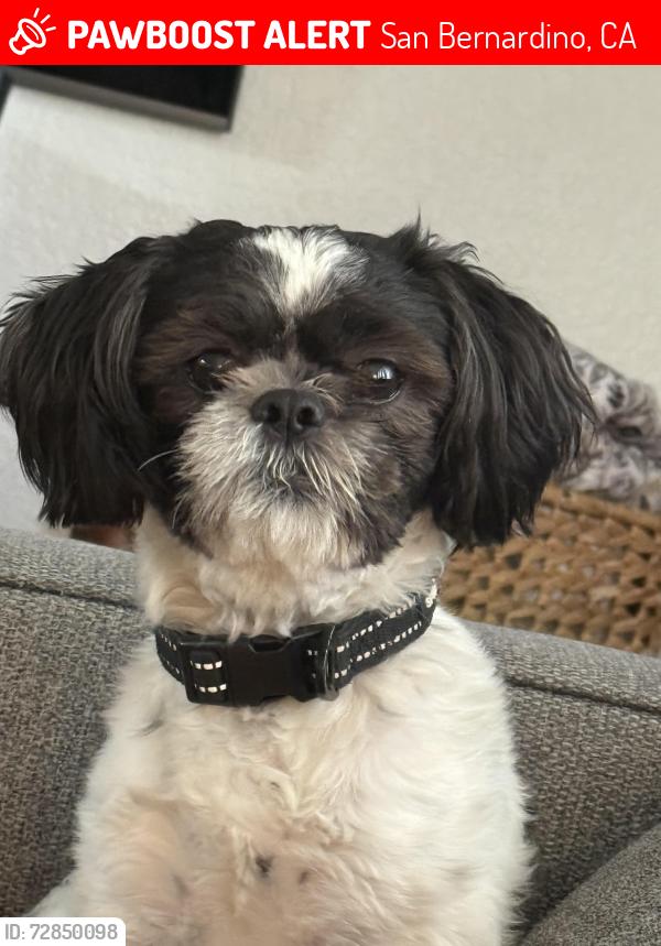 Lost Male Dog last seen Kendall Drive, San Bernardino, CA 92407