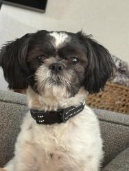 Lost Male Dog last seen Kendall Drive , San Bernardino, CA 92407