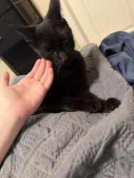 Found/Stray Male Cat last seen my hse lol, Pharr, TX 78577