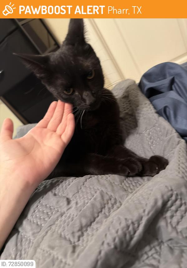 Found/Stray Male Cat last seen my hse lol, Pharr, TX 78577