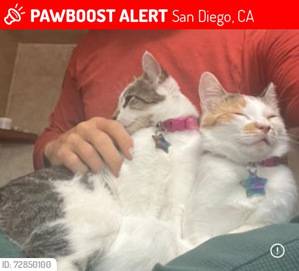 Lost Female Cat last seen Angeline Park, Edgehill Rd., San Diego, CA 92127