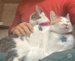 Lost Female Cat last seen Angeline Park, Edgehill Rd., San Diego, CA 92127