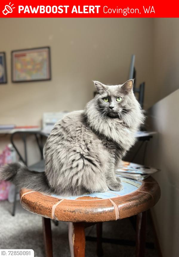 Lost Male Cat last seen 266th St SE and 204th Ave SE, Covington, WA 98042