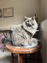 Lost Male Cat last seen 266th St SE and 204th Ave SE, Covington, WA 98042