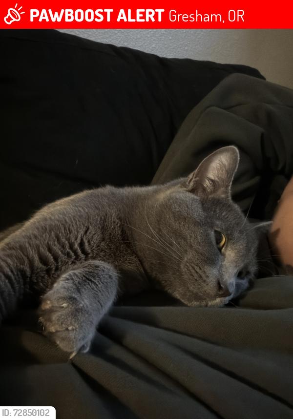 Lost Male Cat last seen NE 13th & NE Kane, Gresham, OR 97030