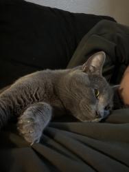 Lost Male Cat last seen NE 13th & NE Kane, Gresham, OR 97030