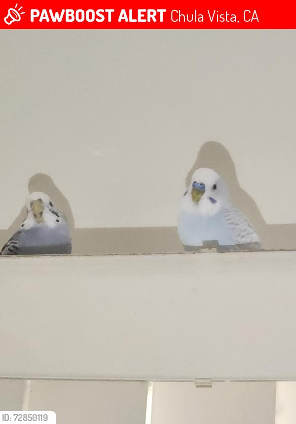 Lost Female Bird last seen Glover ave and e st , Chula Vista, CA 91910