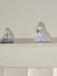 Lost Female Bird last seen Glover ave and e st , Chula Vista, CA 91910