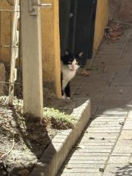 Lost Male Cat last seen Alza and sendero, Ladera Ranch, CA 92694
