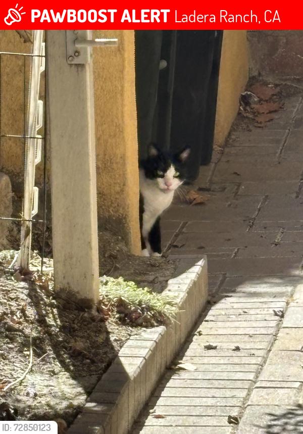 Lost Male Cat last seen Alza and sendero, Ladera Ranch, CA 92694