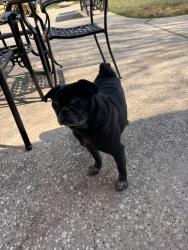 Lost Male Dog last seen Fairmont, Watters, Vista, Pasadena, TX 77504