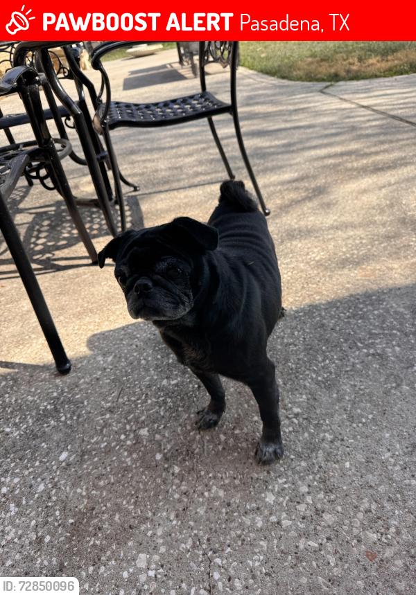 Lost Male Dog last seen Fairmont, Watters, Vista, Pasadena, TX 77504