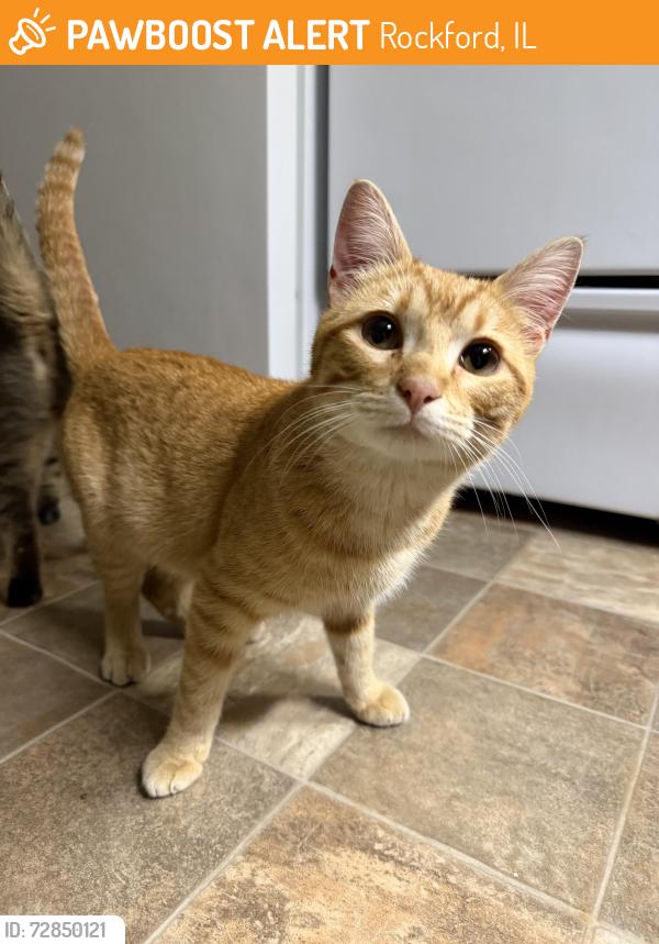 Found/Stray Male Cat last seen 1st street and Oak , Rockford, IL 61103