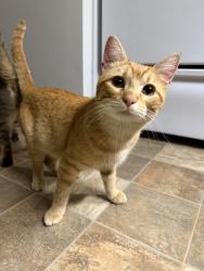 Found/Stray Male Cat last seen 1st street and Oak , Rockford, IL 61103