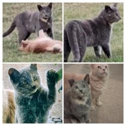 Reunited Female Cat last seen Sierra and Barnhart , Norco, CA 92860