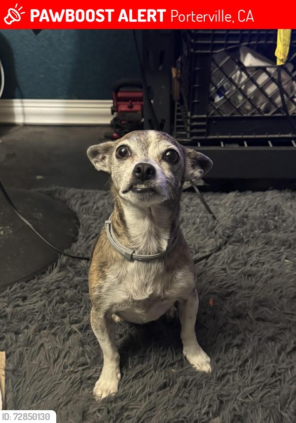 Lost Female Dog last seen N Newcomb Rd is the large street in front of our cul de sac, Porterville, CA 93257